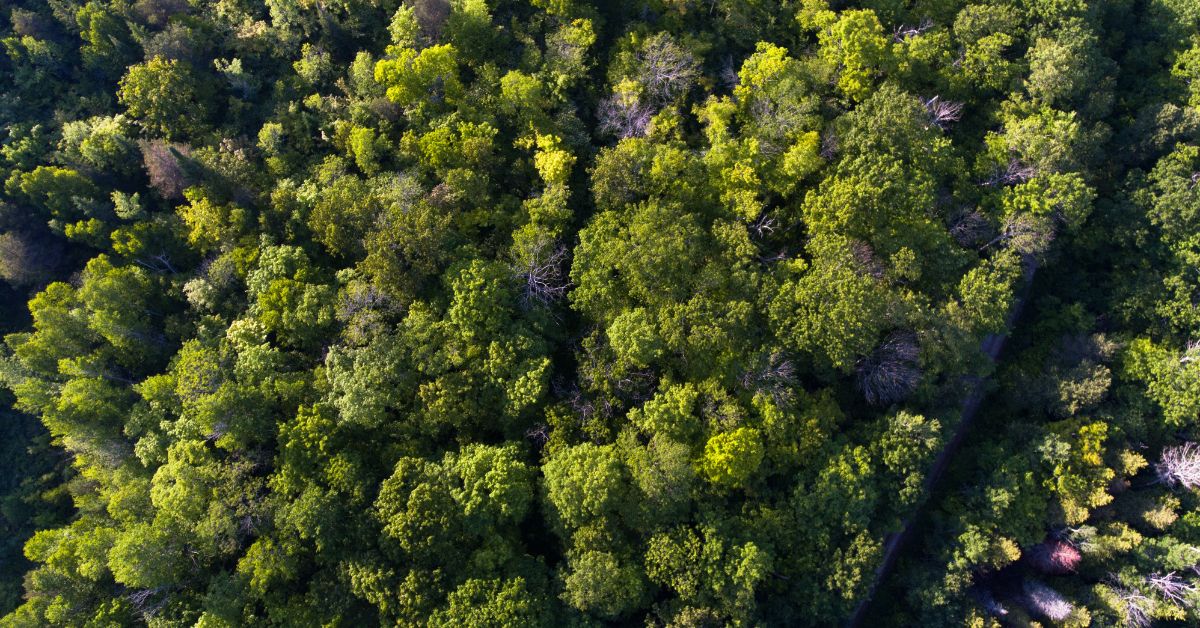 Hunting Etiquette is important on public land and Michigan forest