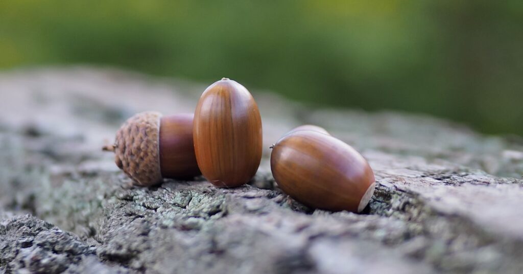 Scouting Public Land and Finding Acorns for Deer
