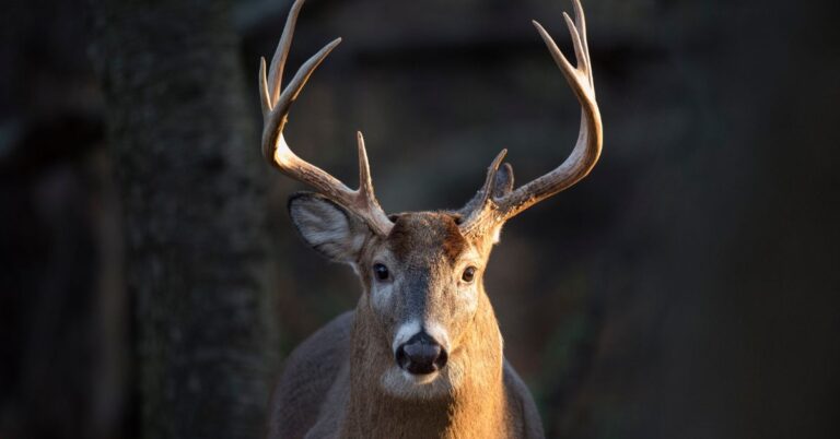 Whitetail buck deer in the woods