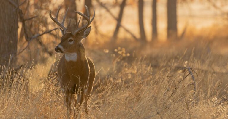 whitetail deer in Michigan field