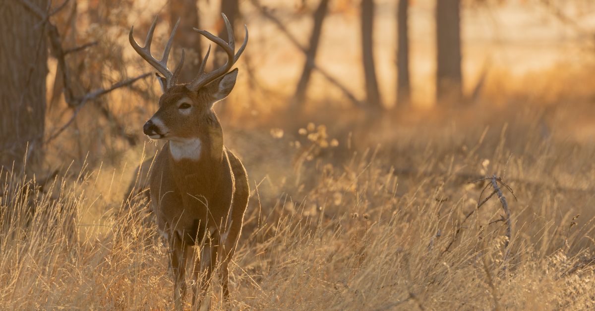 whitetail deer in Michigan field