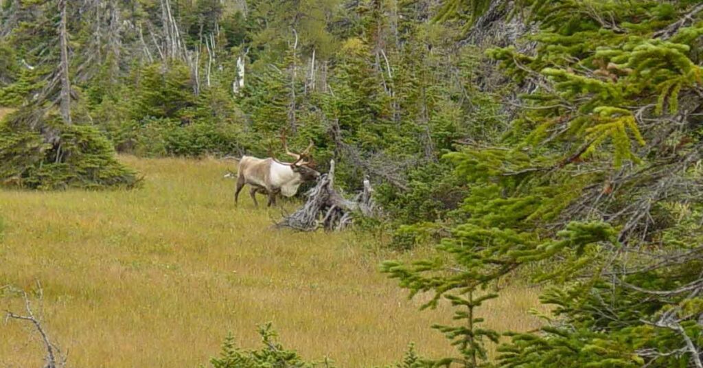 Caribou in Canada