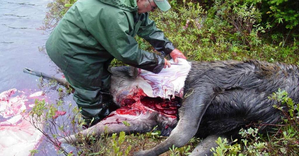 Moose field dressing