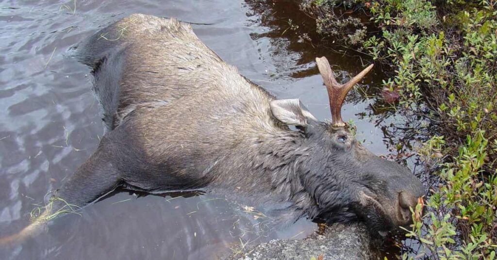 Moose in water