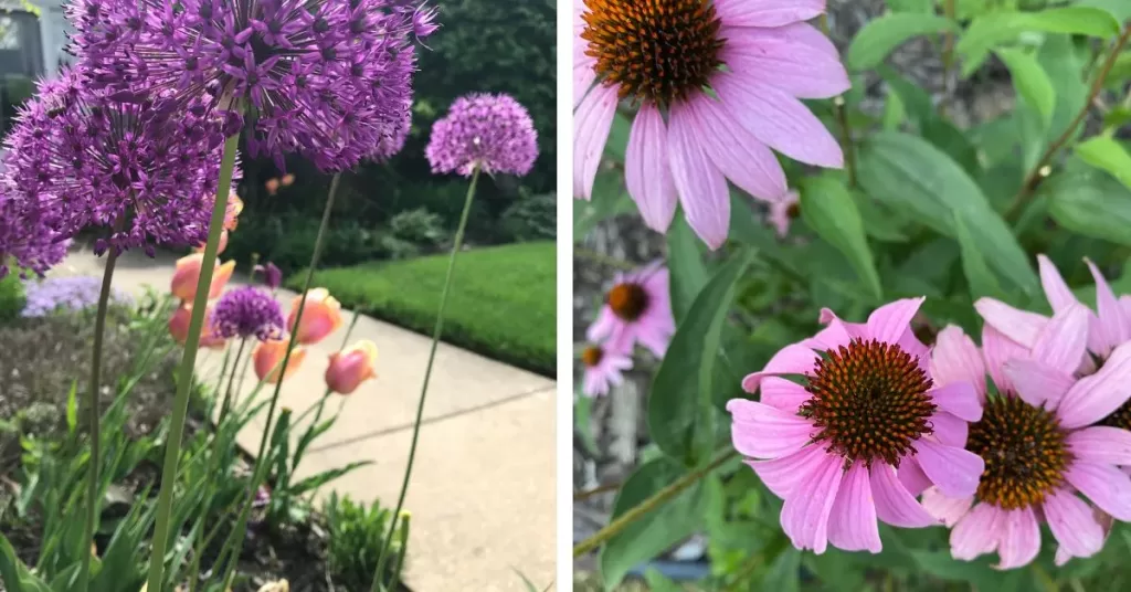 Allium and coneflowers in my garden