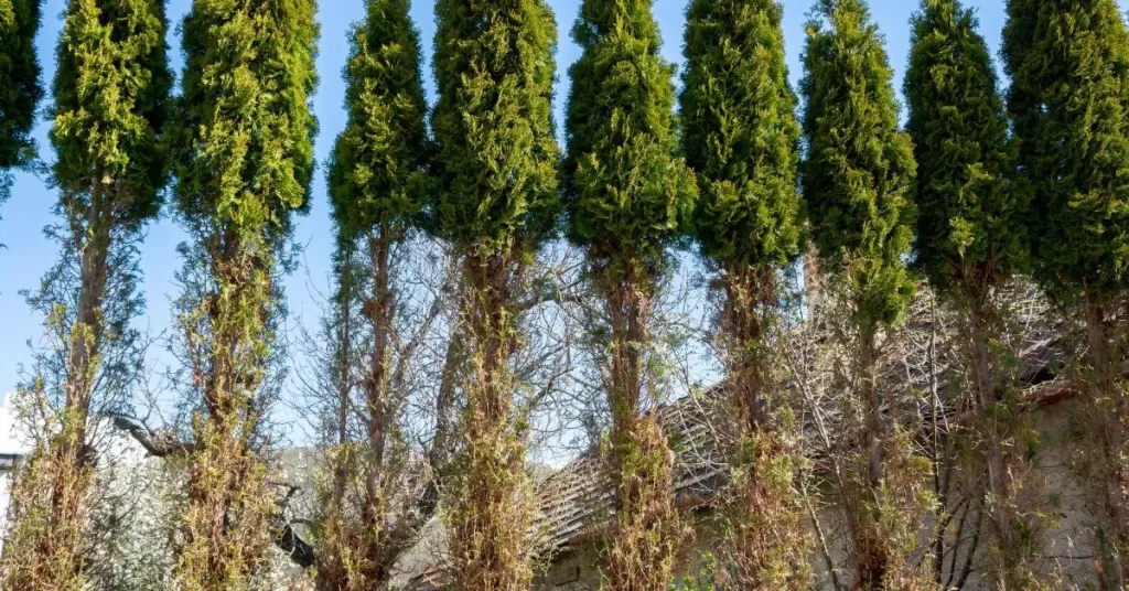 Arborvitae tree with damage from deer eating them