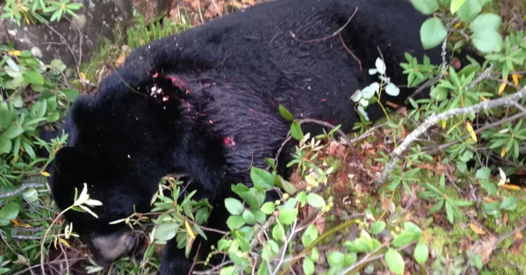 Black bear laying on the ground after being killed by bow.