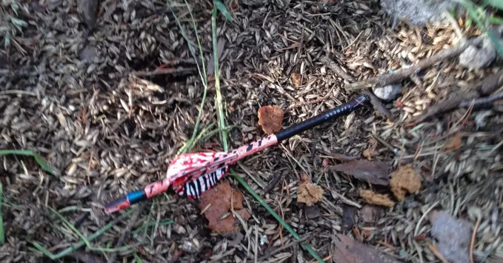Bow hunting arrow with bear blood on the white tip