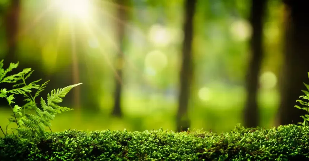 The beautiful forest floor of green foundation