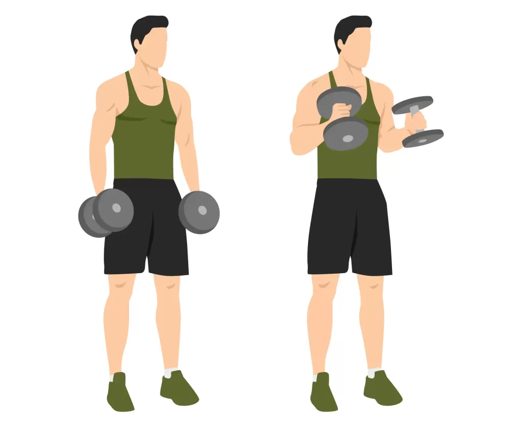 Dumbbell Hammer Curl illustration