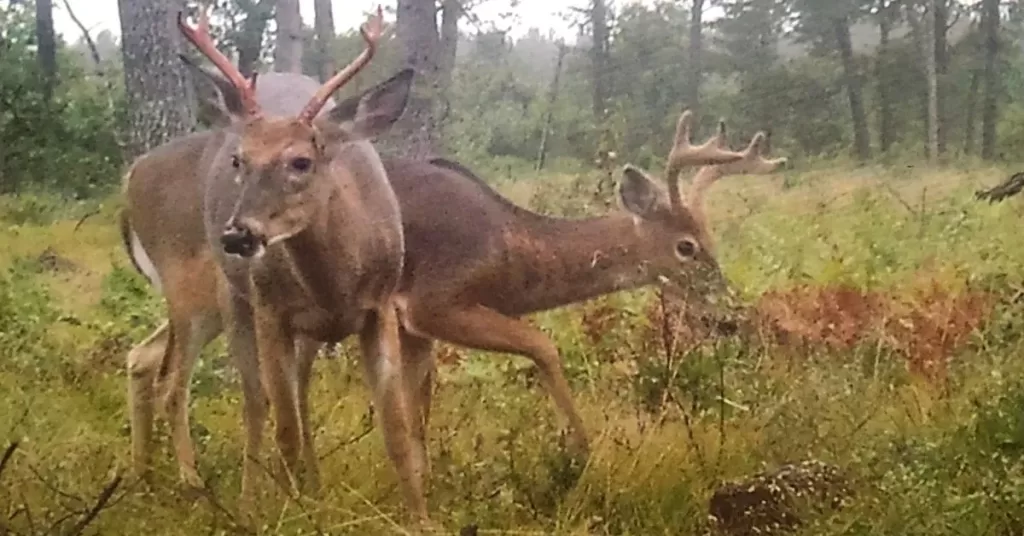 Deer caught on trail camera