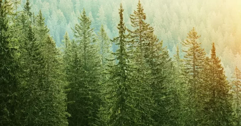 Pine trees in a forest