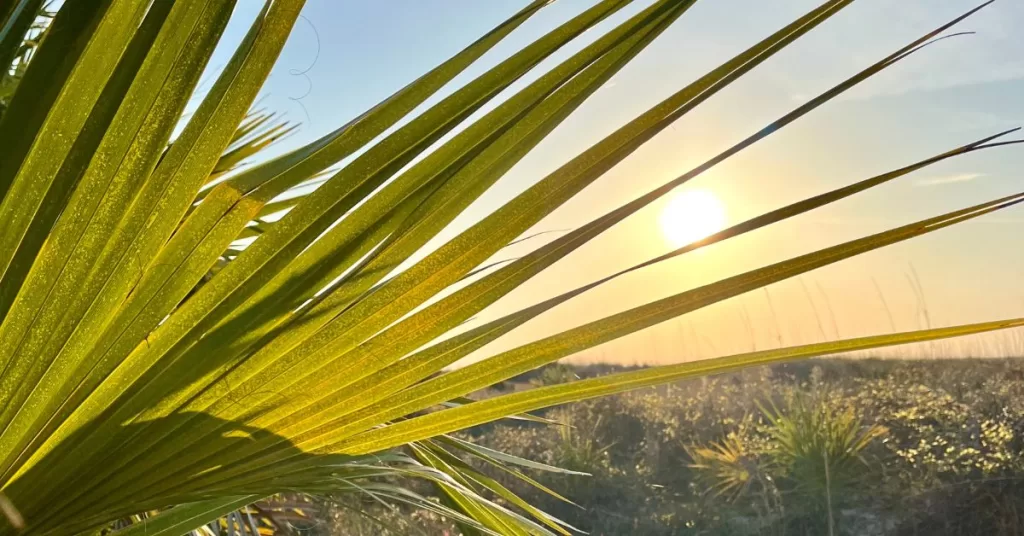 Close up of palm leaves and a sun rising in the background