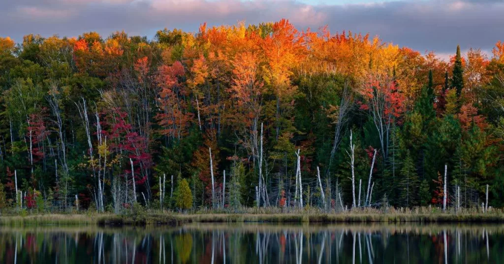 Trees in the woods with sunlit tips