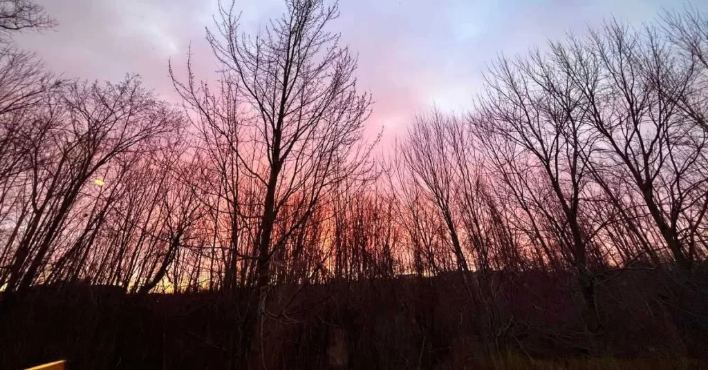 Woods and trees with sunrise