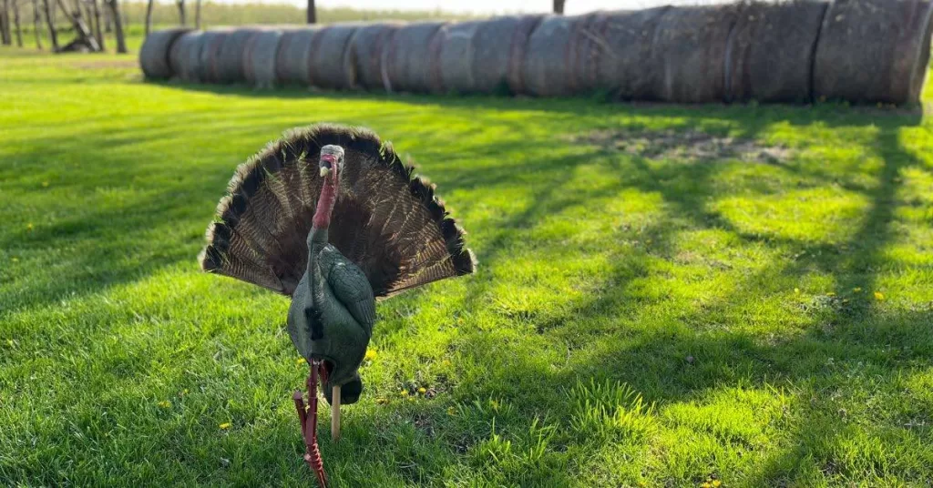 Turkey decoy setup in a field