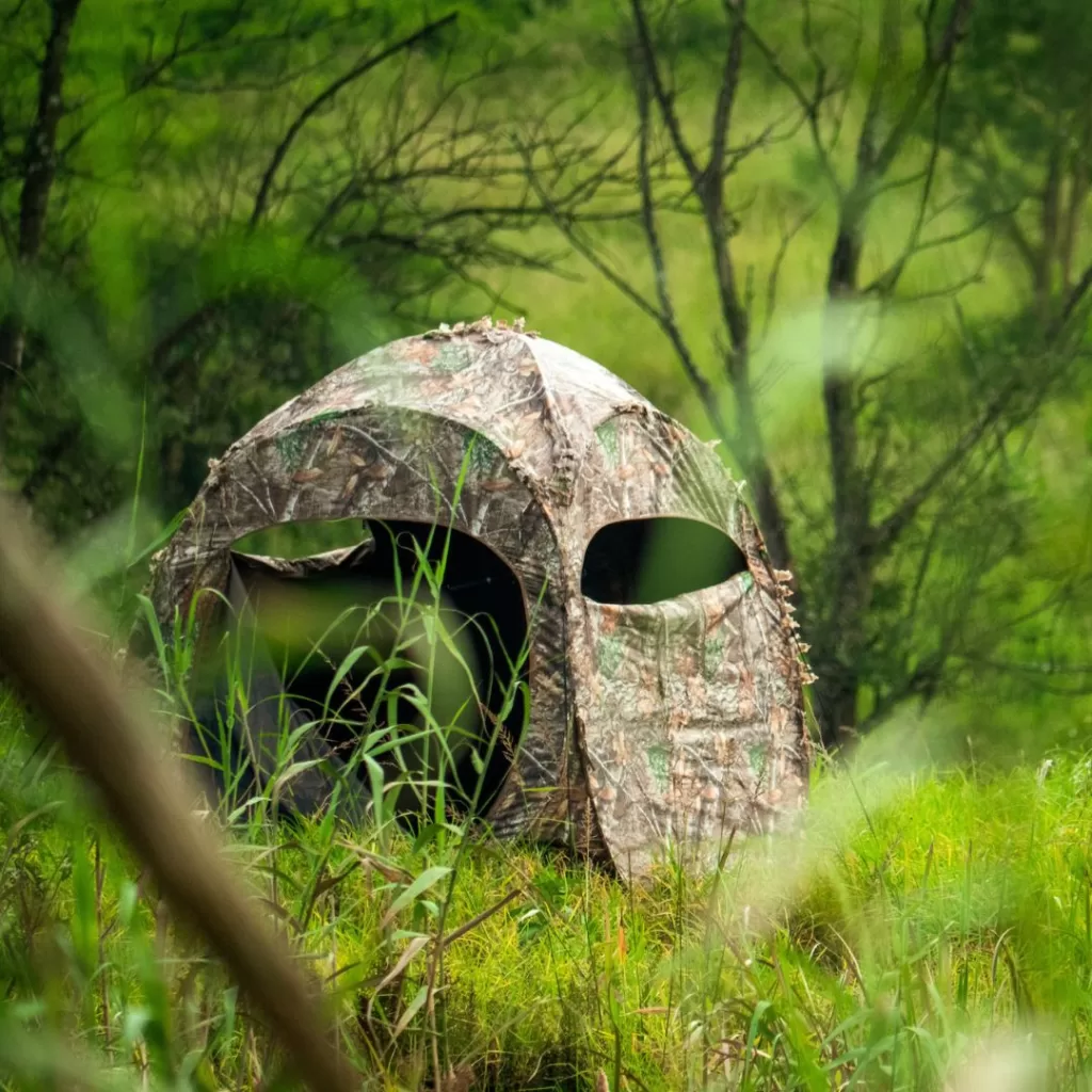 Ground blind hunting Michigan black bear