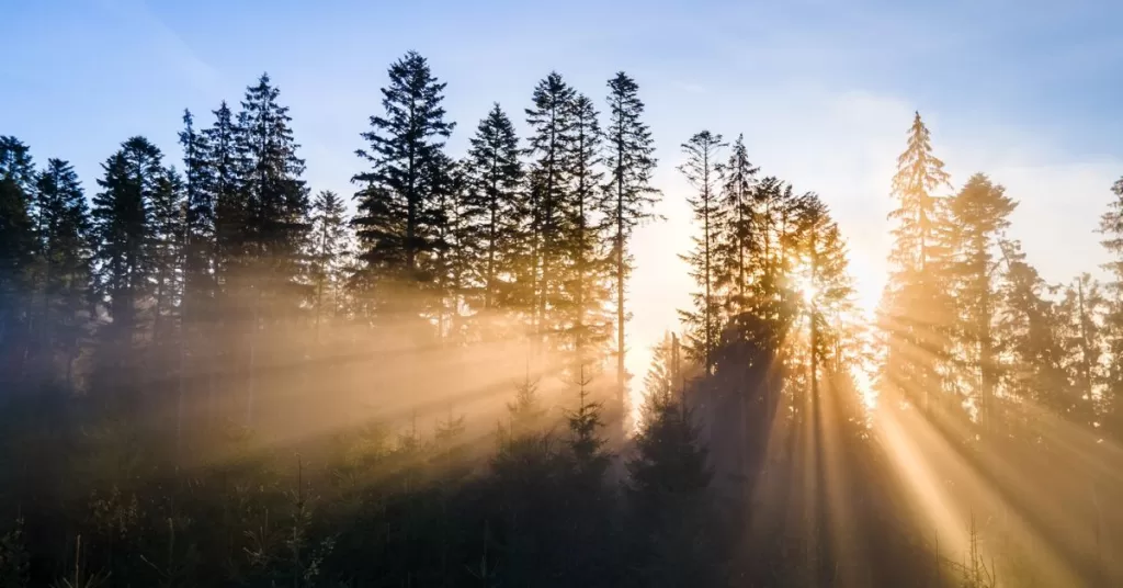 Sun beams shining through the tips of trees remind us to prayer through scripture.