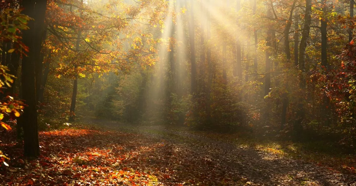 Trees with sunbeams. Prayer for husband.