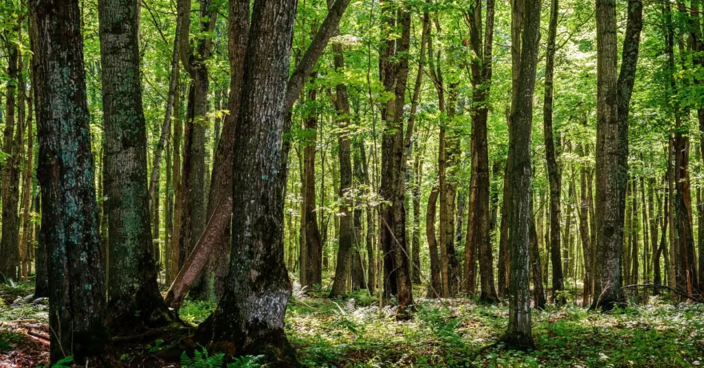 Green forest of trees