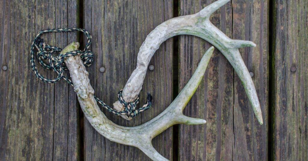 Rattling horns for deer hunting season. Fun, recreational outdoor sport activity of hunting for whitetail deer. Deer antlers used as deer call.