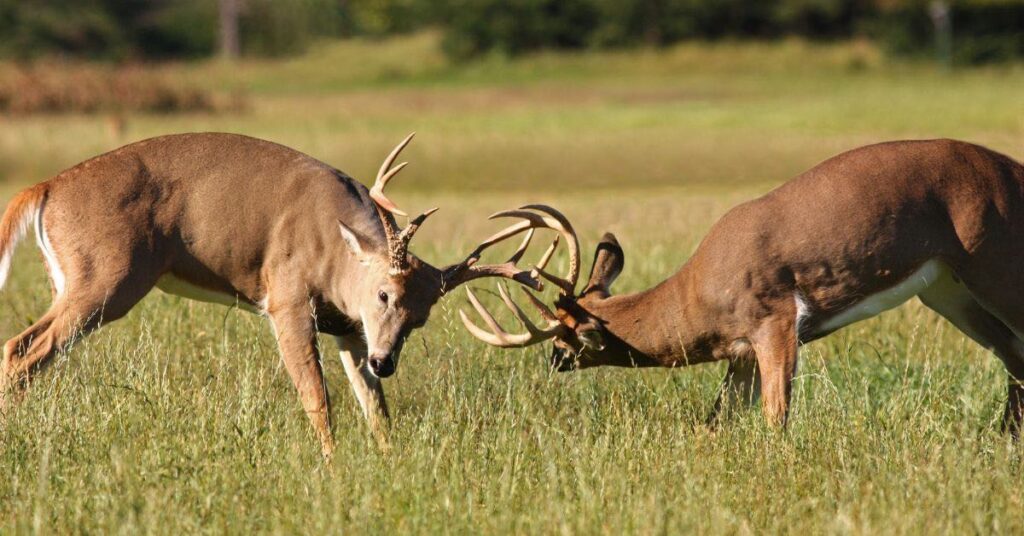 Two Whitetail Deer Bucks Fighting