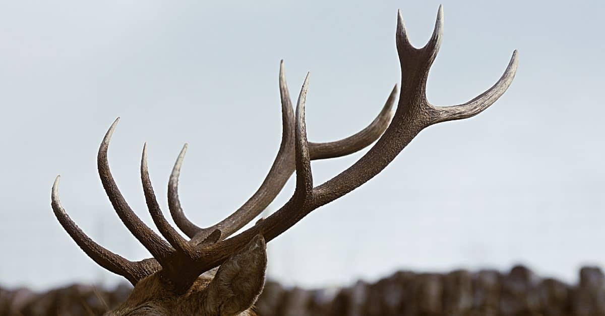 Closeup image of buck deer antlers