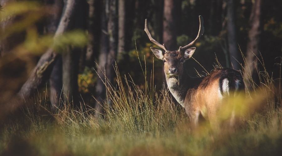 Deer standing in woods and surrounded by hardwood trees and tall grass