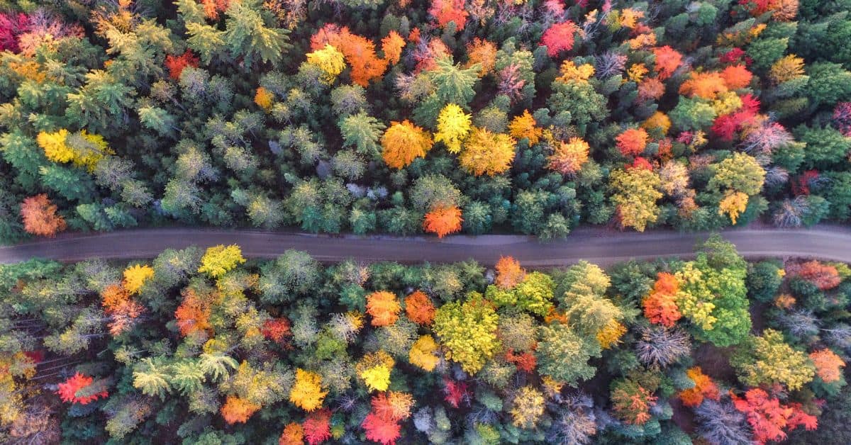 An aerial view of a Michigan forest of trees in the fall season