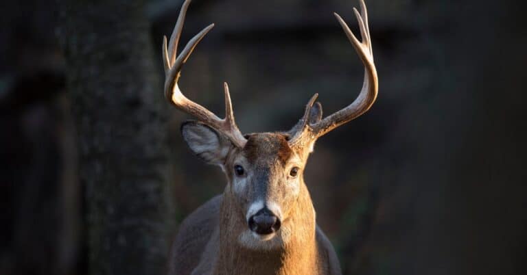 When to Rattle for Whitetail Deer: Calling Big Bucks