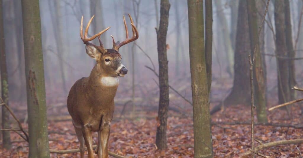 White tail deer in the woods on a foggy day