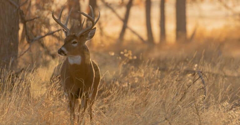 Michigan Whitetail Deer Hunting: Step by Step