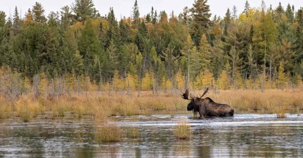 Moose Newfoundland