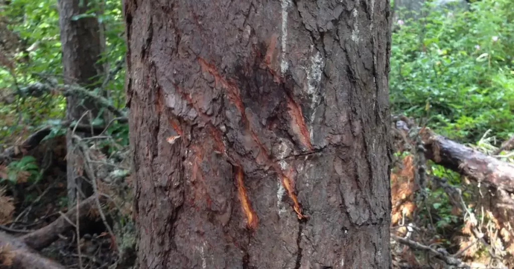 Tree with scrape from black bear claw.