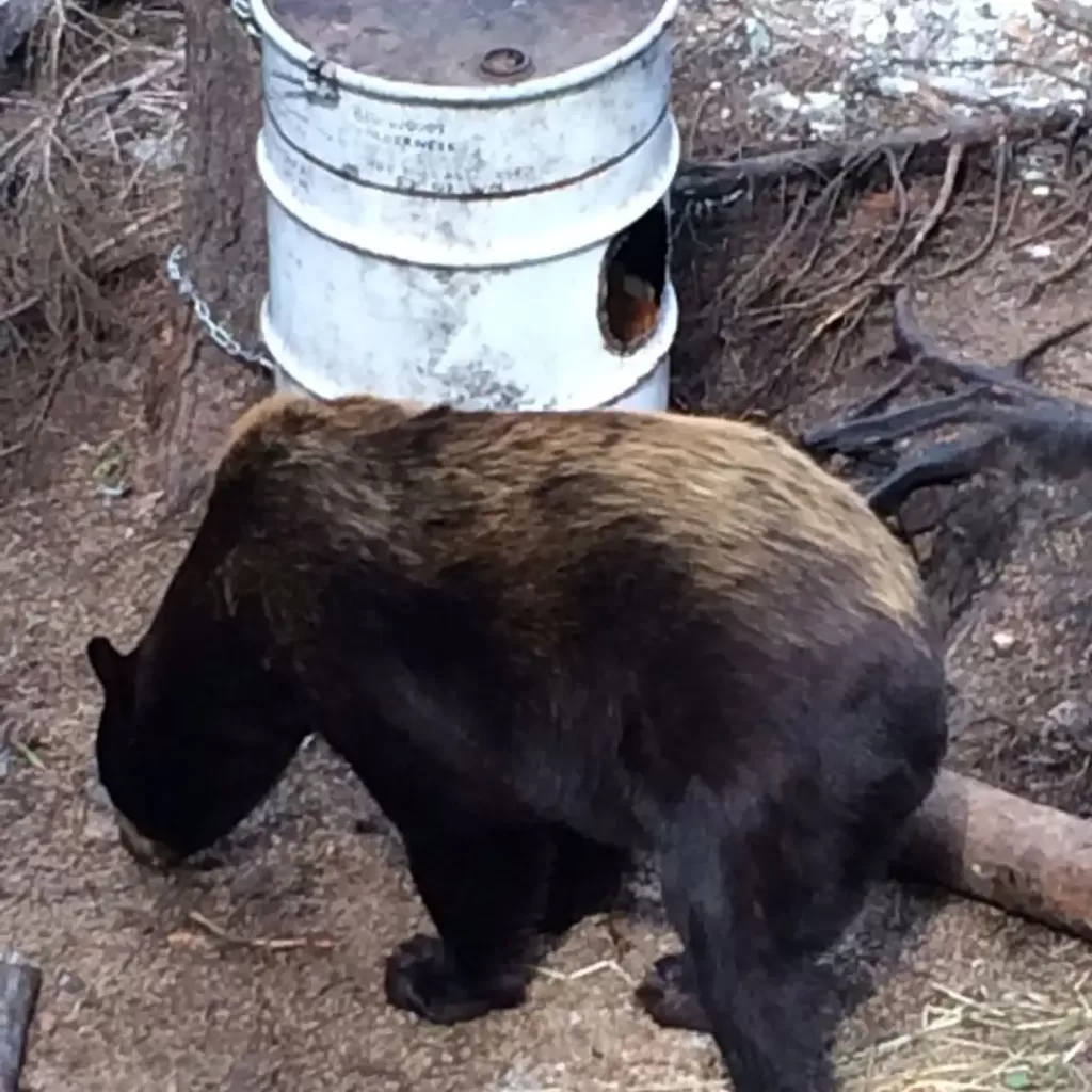 Black bear next to bait barrel in woods