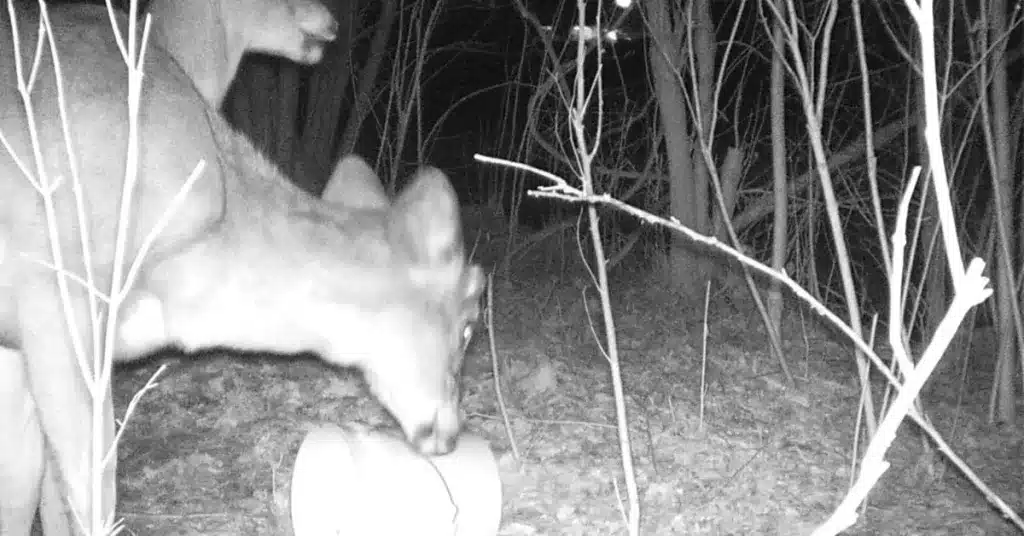 Deer in our backyard eating corn