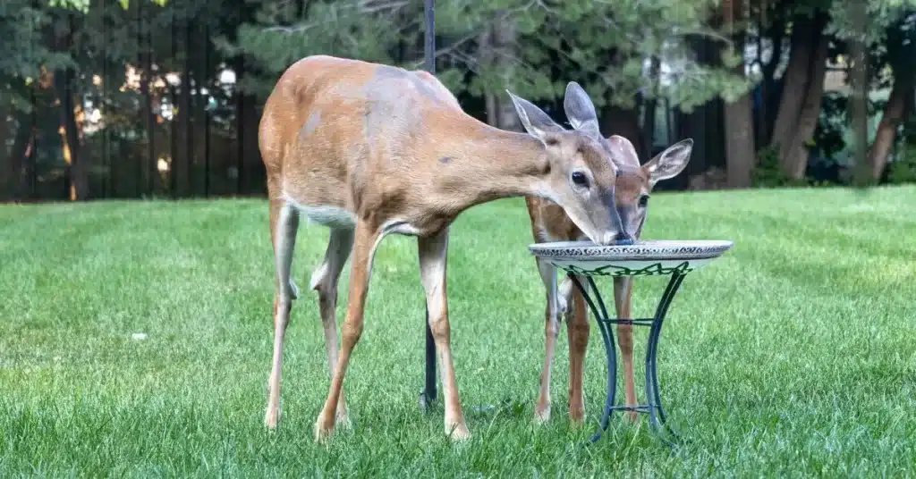 Deer drinking from backyard water source