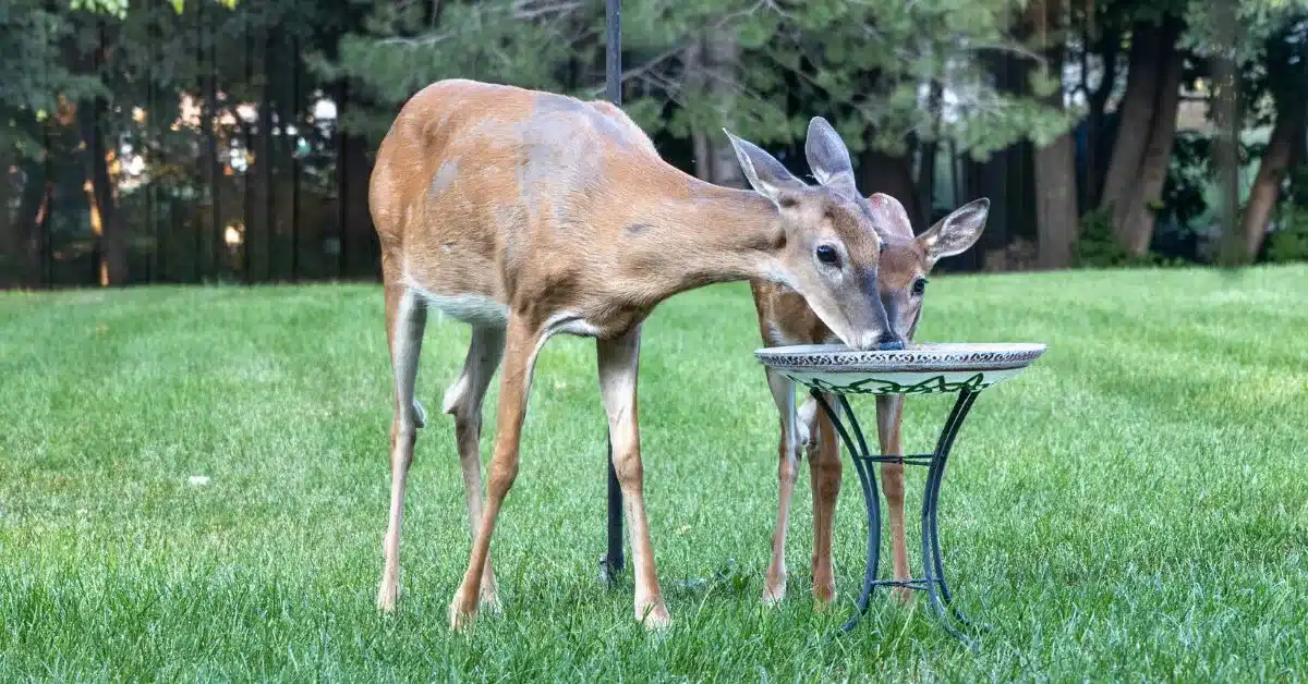 Deer drinking from backyard water source