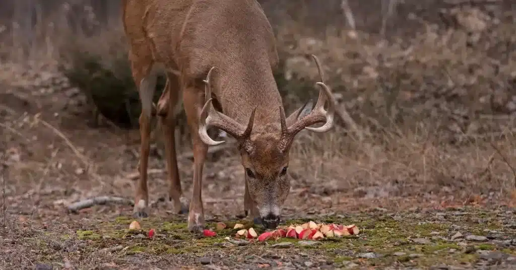 Deer eating apples on ground