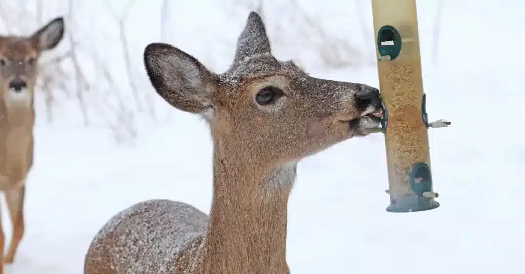 Deer eating from bird feeder during winter