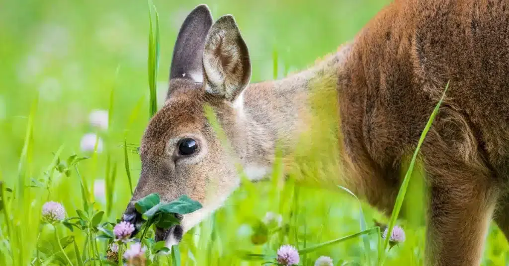 Deer eating clover in yard