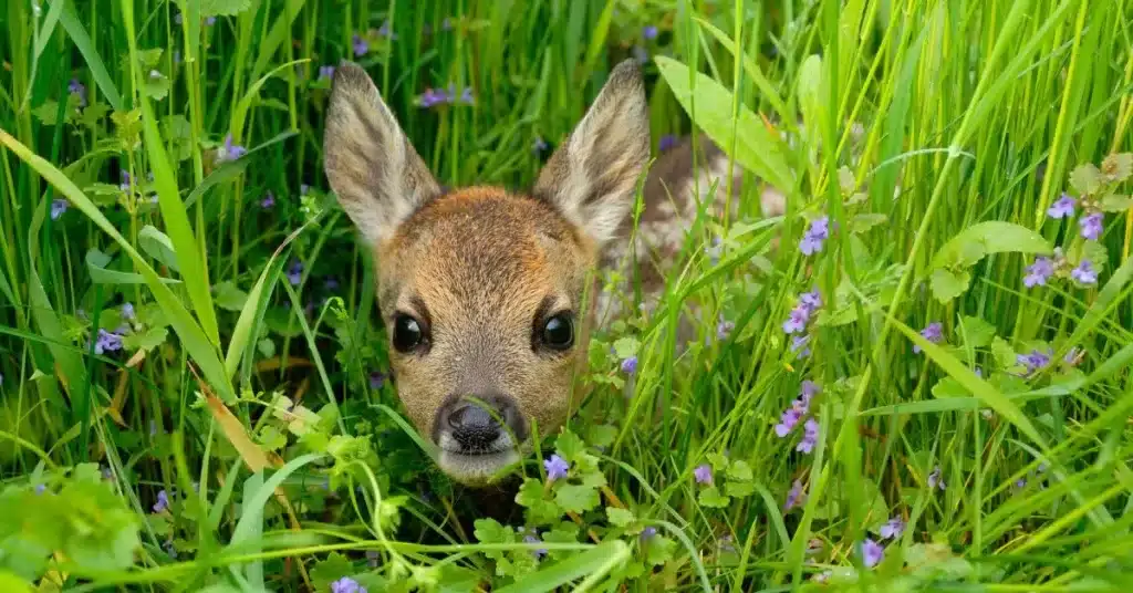 Baby deer fawn bedding down in tall grass
