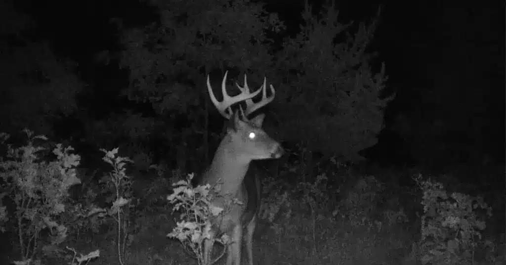 Buck deer caught on trail camera