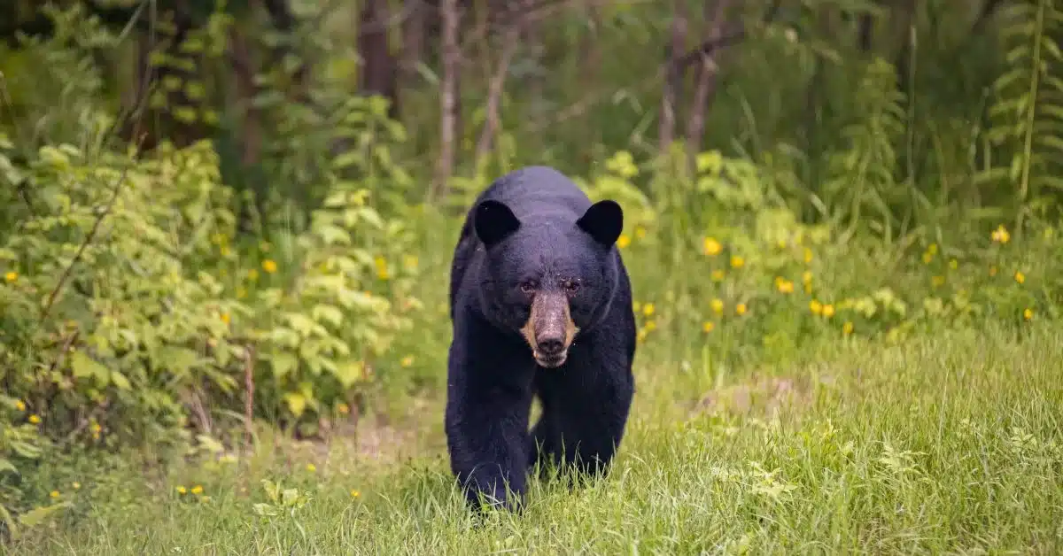 Black Bear in field stalking