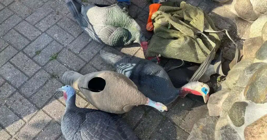Turkey decoys laying on ground