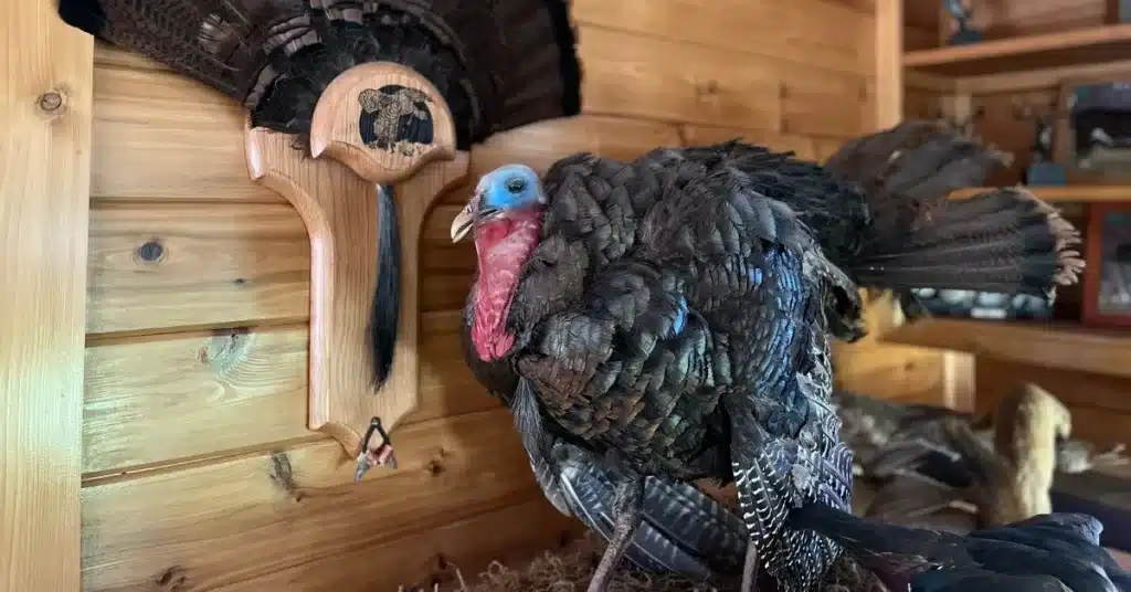 Turkey mount in cabin