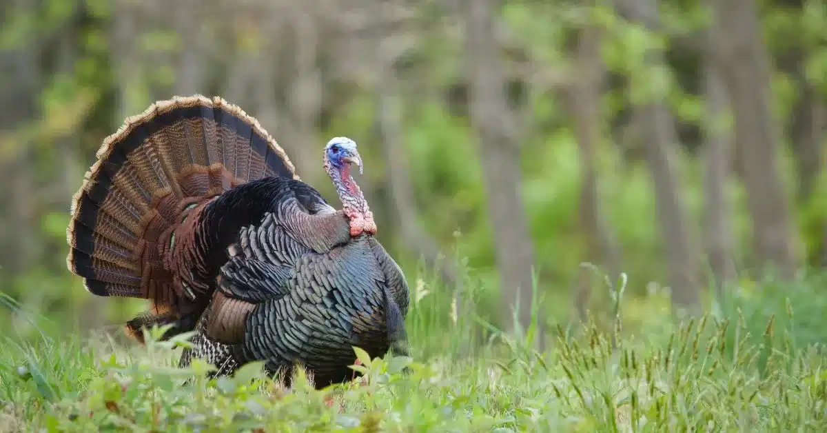 Turkey in full strut standing in field