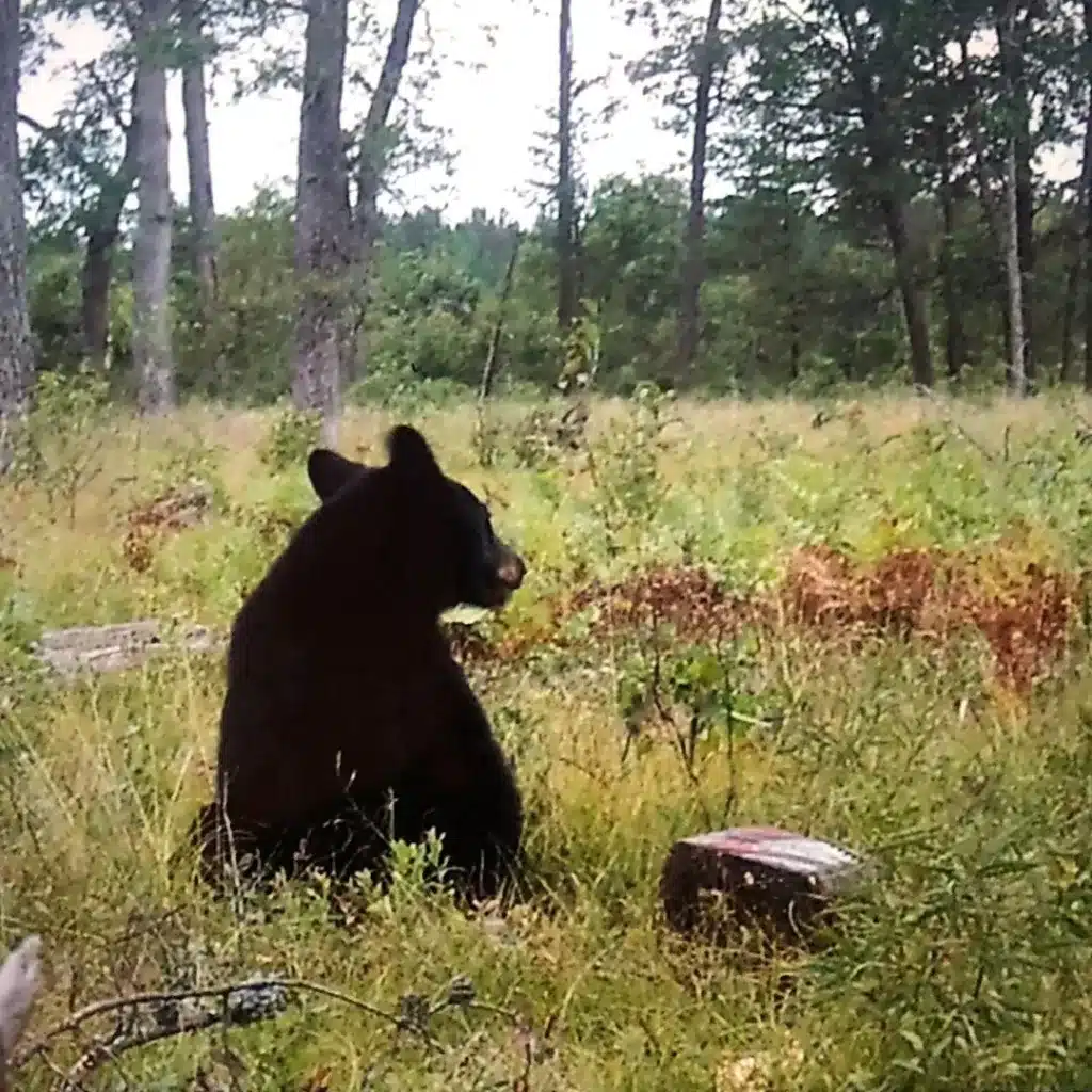 Michigan Black bear with bait