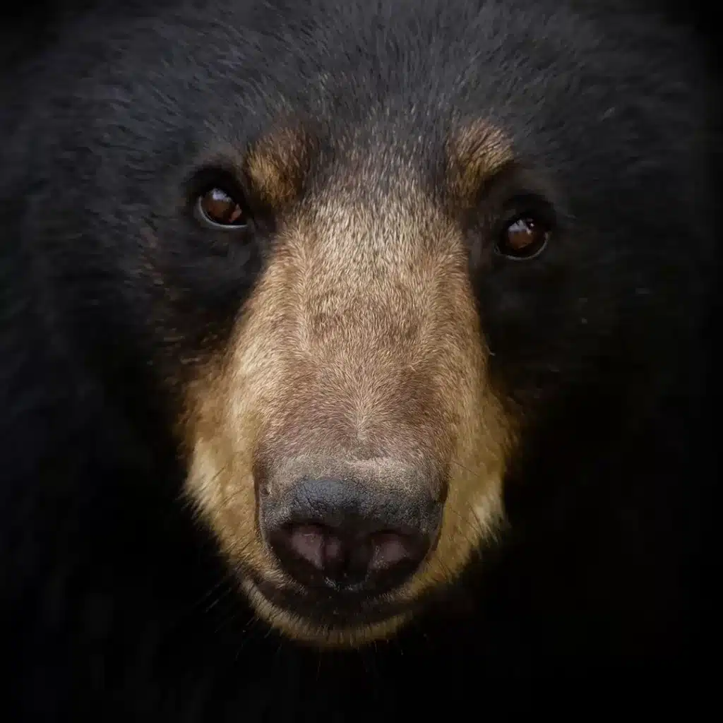 Black bear stare down