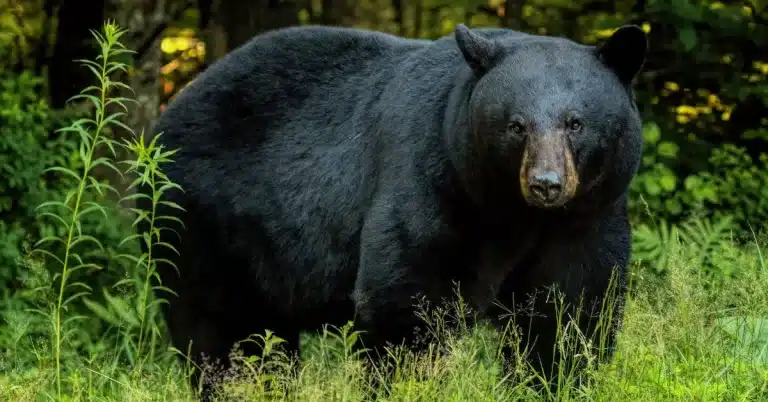 Michigan Black Bear Hunting: Step by Step
